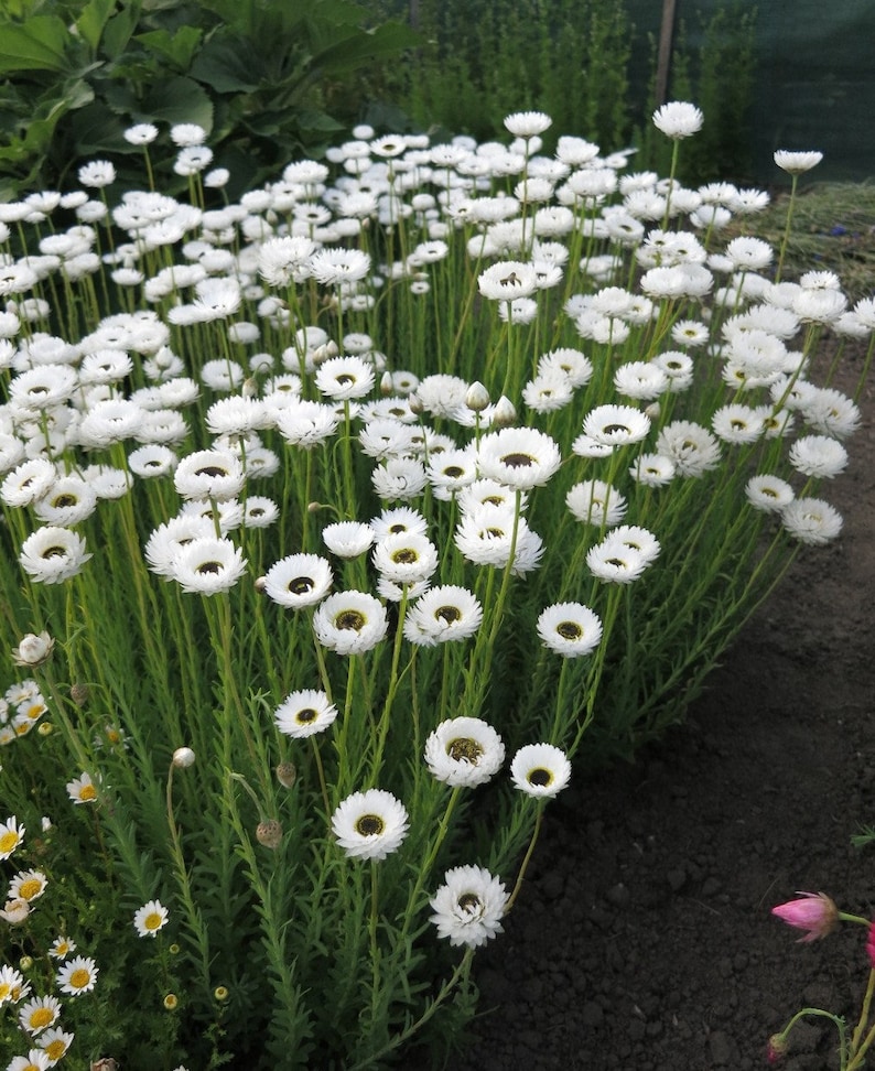 40 Pierrot white paper daisy seeds