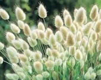 50+ Bunny Tails Grass Seeds