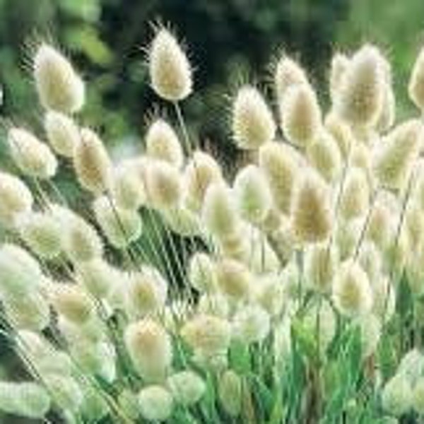 50+ Bunny Tails Grass Seeds