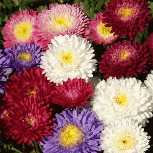 50 China Aster Powder Puff Mix seeds