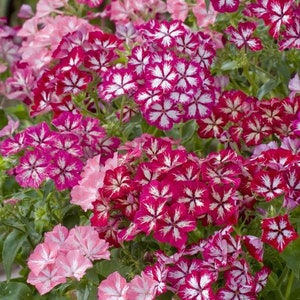 40 graines de Phlox Grandiflora Mix image 4