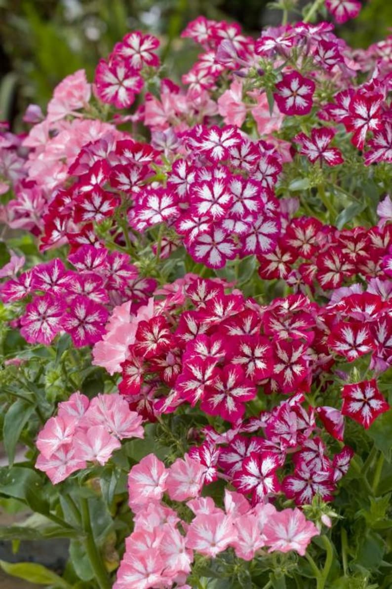 40 graines de Phlox Grandiflora Mix image 4