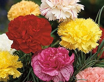 100+ Carnation Chabaud Mix Seeds