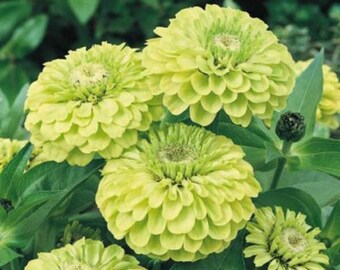 Puede incluir: Primer plano de un grupo de flores de zinnia verdes. Las flores tienen un color verde lima vibrante y están en plena floración.