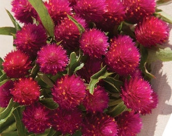 40 Gomphrena Carmine seeds