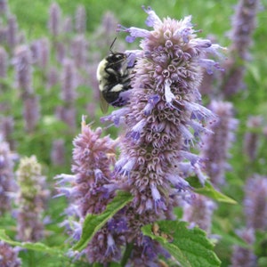 150+ Anise Hyssop seeds