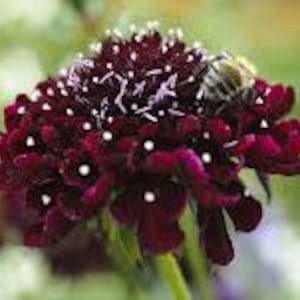 100+ Scabiosa Black Knight seeds