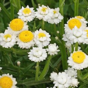 50+ Ammobium Winged Everlasting seeds