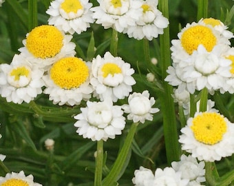 50+ Ammobium Winged Everlasting seeds