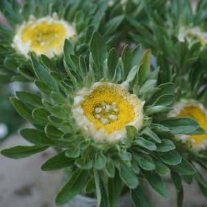 25 Aster Hulk seeds