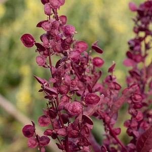 May include: Close-up of a plant with deep red leaves and stems. The leaves are small and round, and the stems are thin and delicate. The plant is in focus, and the background is blurred.