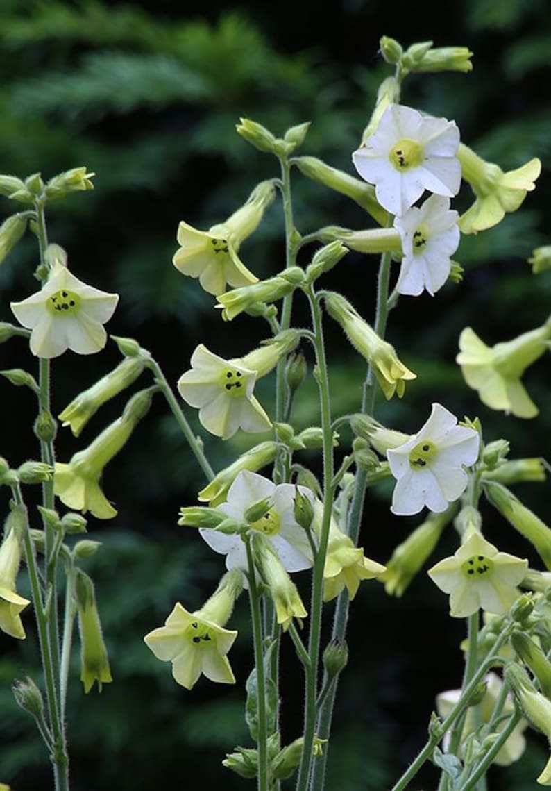 Nicotiana Variety Bronze Queen Langsdorffii Starlight Etsy