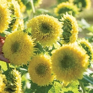 25 semillas de ositos de goma de girasol
