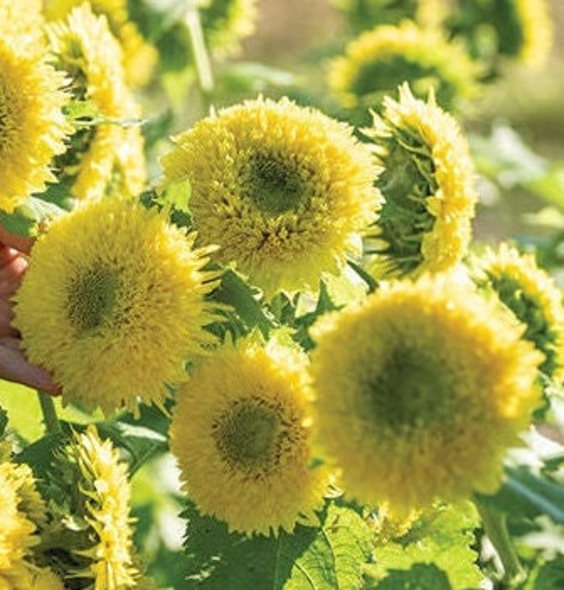May include: Close-up of a cluster of yellow sunflowers with green centers. The sunflowers have a fluffy, textured appearance and are in full bloom.