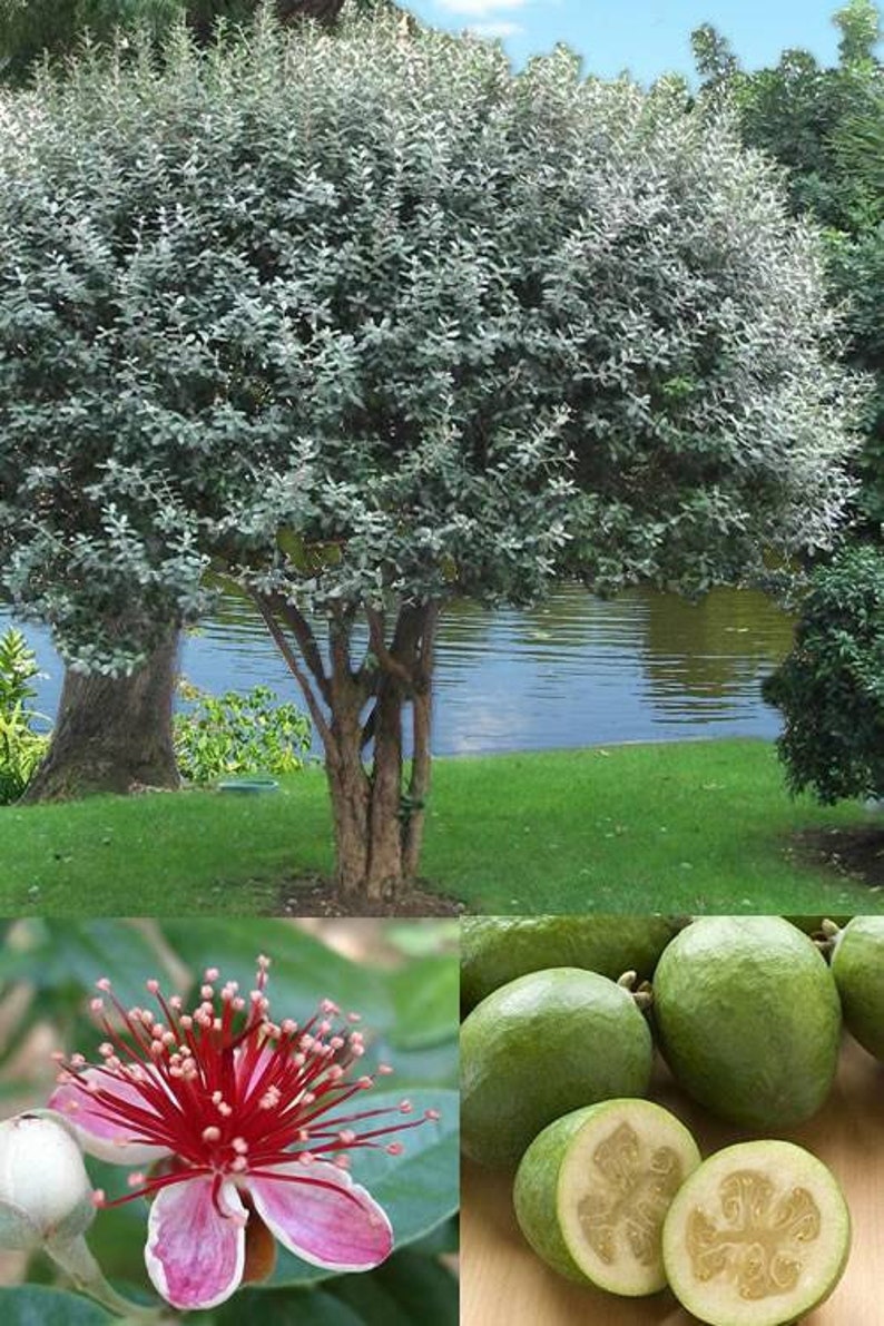 Pineapple Guava bushes Edible plant that Produces Etsy