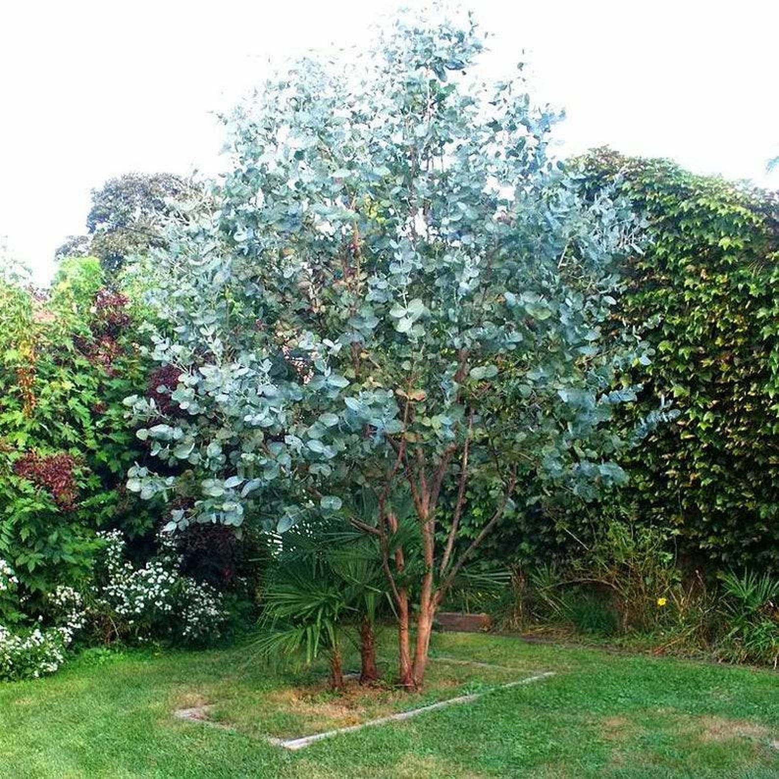 Where Can You Buy Eucalyptus Plant