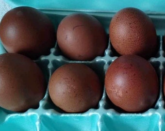 6 Black Copper Marans Eggs (rare breed)