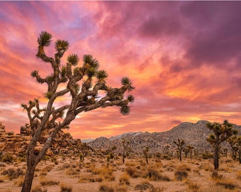 Joshua Tree National Park, Desert Landscape Photography, Joshua Tree Print, Desert Wall Decor, Boho Wall Art, Bohemian Wall Art