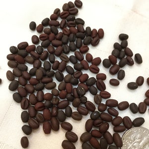 Miniature Coffee Beans