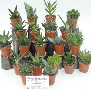 20 assorted aloe vera plants in 5.5cm pots-ideal for gift, wedding favours or a terrarium project