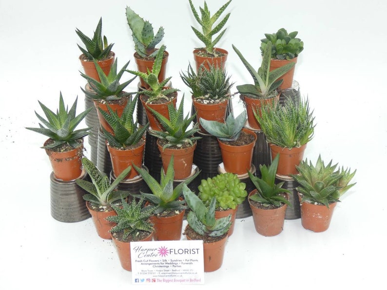 20 Assorted Aloe Vera Plants in 5.5cm Potsideal for Gift Etsy