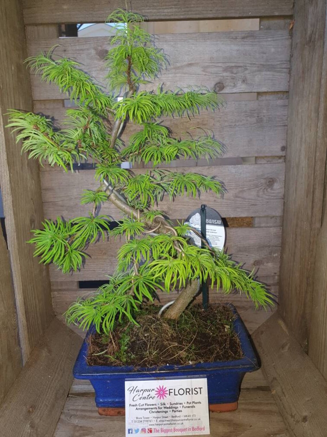 Pseudolarixgolden larch bonsai in 20cm glazed pot Etsy