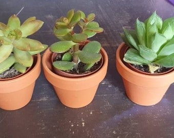 Assorted succulents in terracotta pots