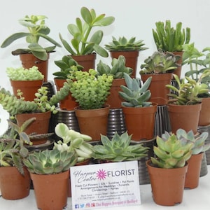 May include: A collection of small potted succulents arranged on a tiered metal stand. The succulents are in various shades of green and have different textures. The stand is silver and has a rustic look.