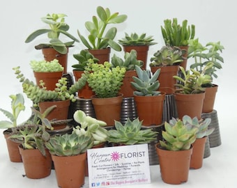 20 Assorted succulent plants in 5.5cm pots-table decoration, ideal for wedding favours or terrarium project