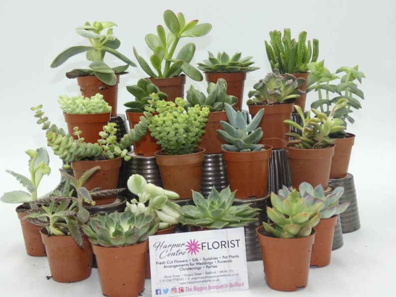 20 Assorted succulent plants in 5.5cm pots-table decoration, ideal for wedding favours or terrarium project