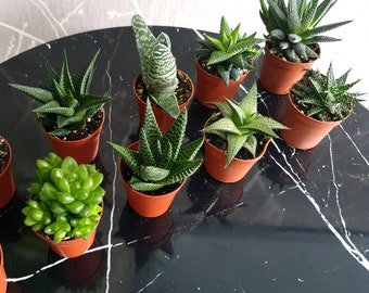 10 aloe vera plants in 5.5cm pots