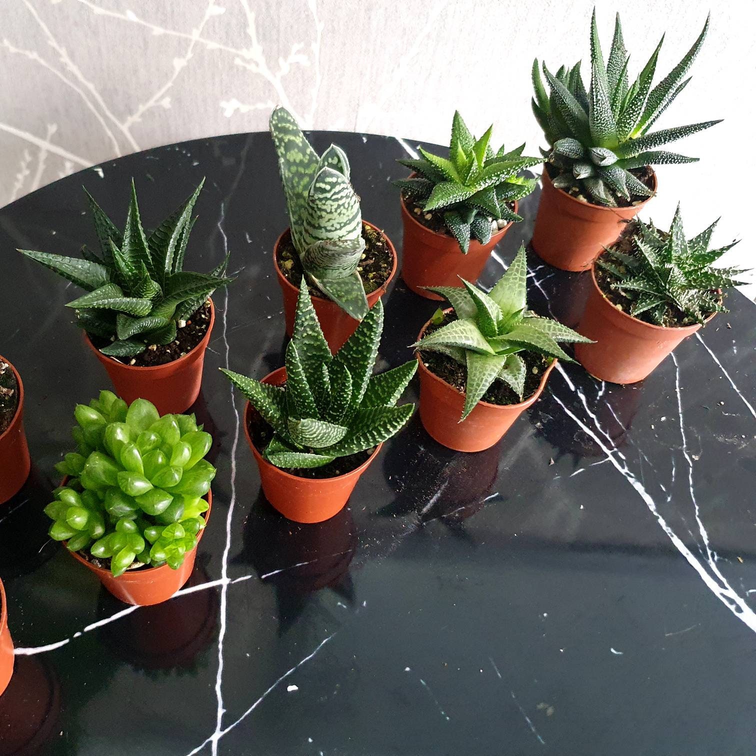 10 Aloe Vera Plants in 5.5cm Pots Etsy UK