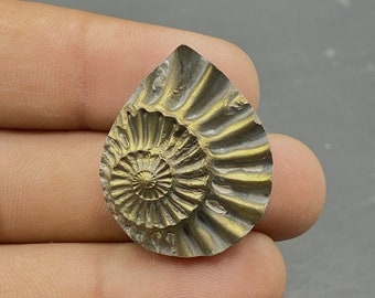 ロシア産、黄鉄鉱マトリックス上の黄鉄鉱化アンモナイト化石、1億5000