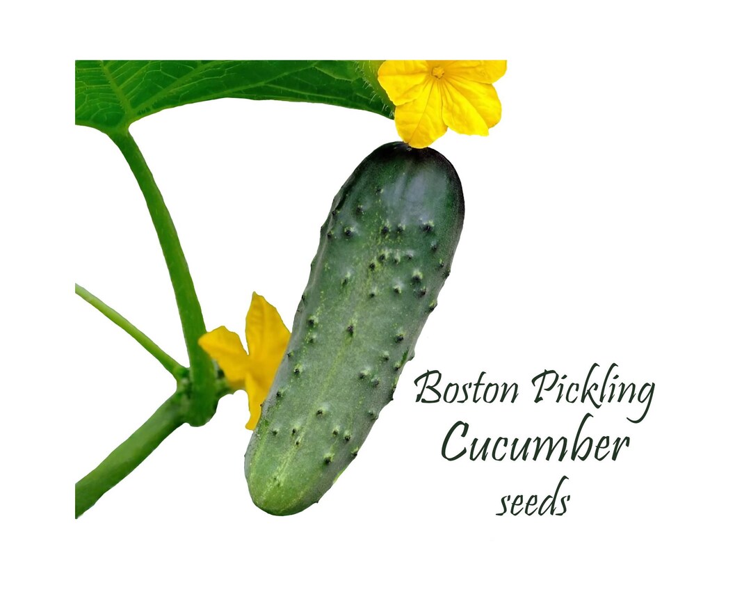 Boston Pickling Cucumbers. 50 Seeds. American Classic Heirloom. High