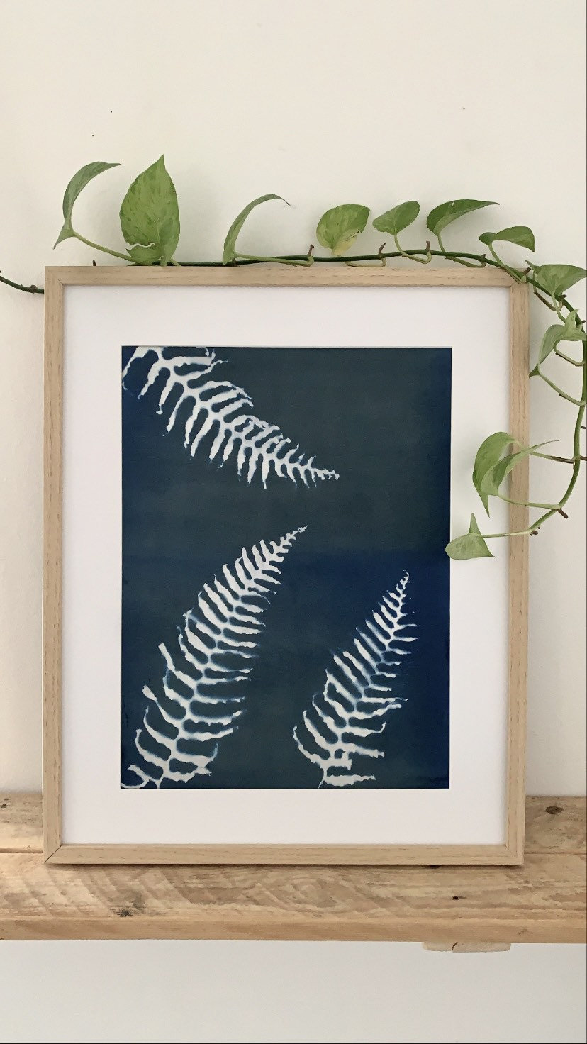 Cyanotype de Fougères - A3 Photographie Alternative Végétale