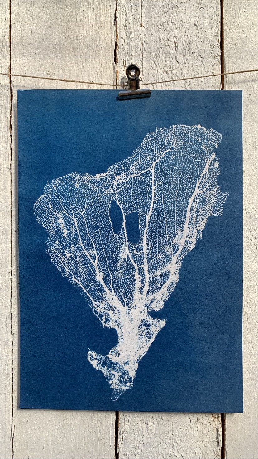 Cyanotype de Gorgone Martinique - A4. Photographie Alternative, Fait à La Main Au Pays Basque