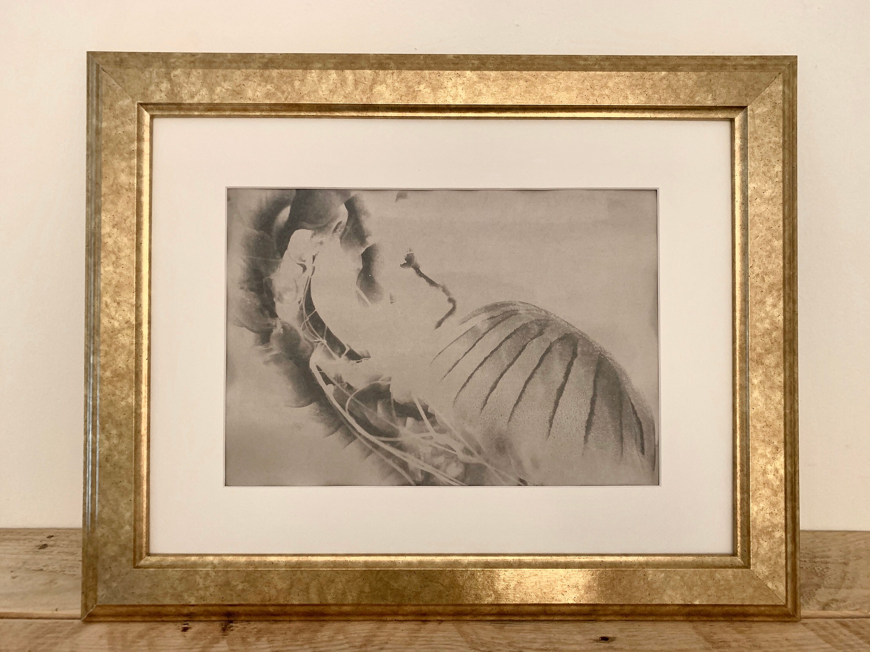 Cyanotype Noir de Méduse A4