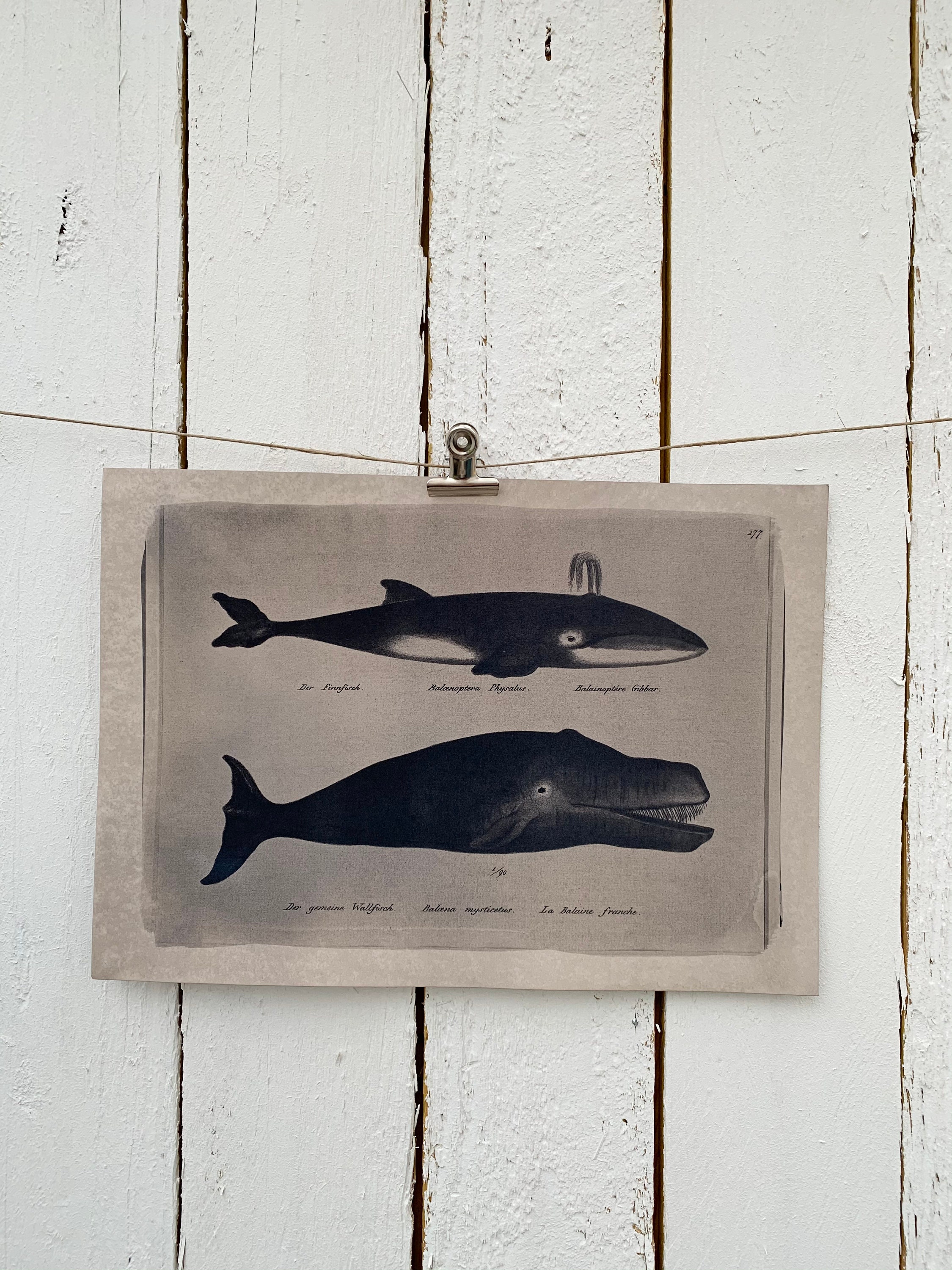 Cyanotype Planche Naturaliste de Baleines Par K.k.brodtmann 1824 - A4. Photograohie Alternative