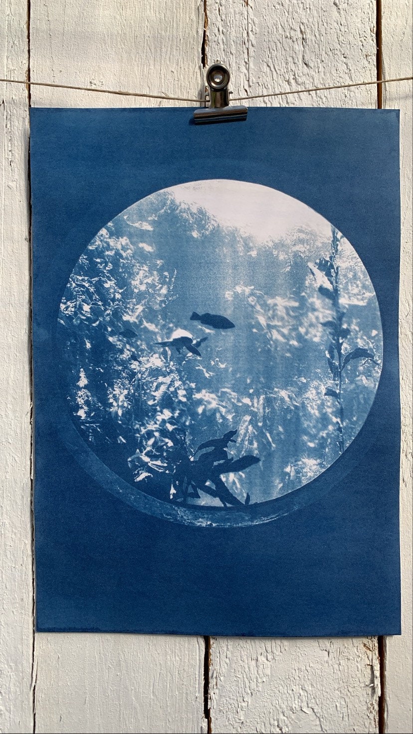 Cyanotype Le Hublot - A4. Monterey Bay Aquarium