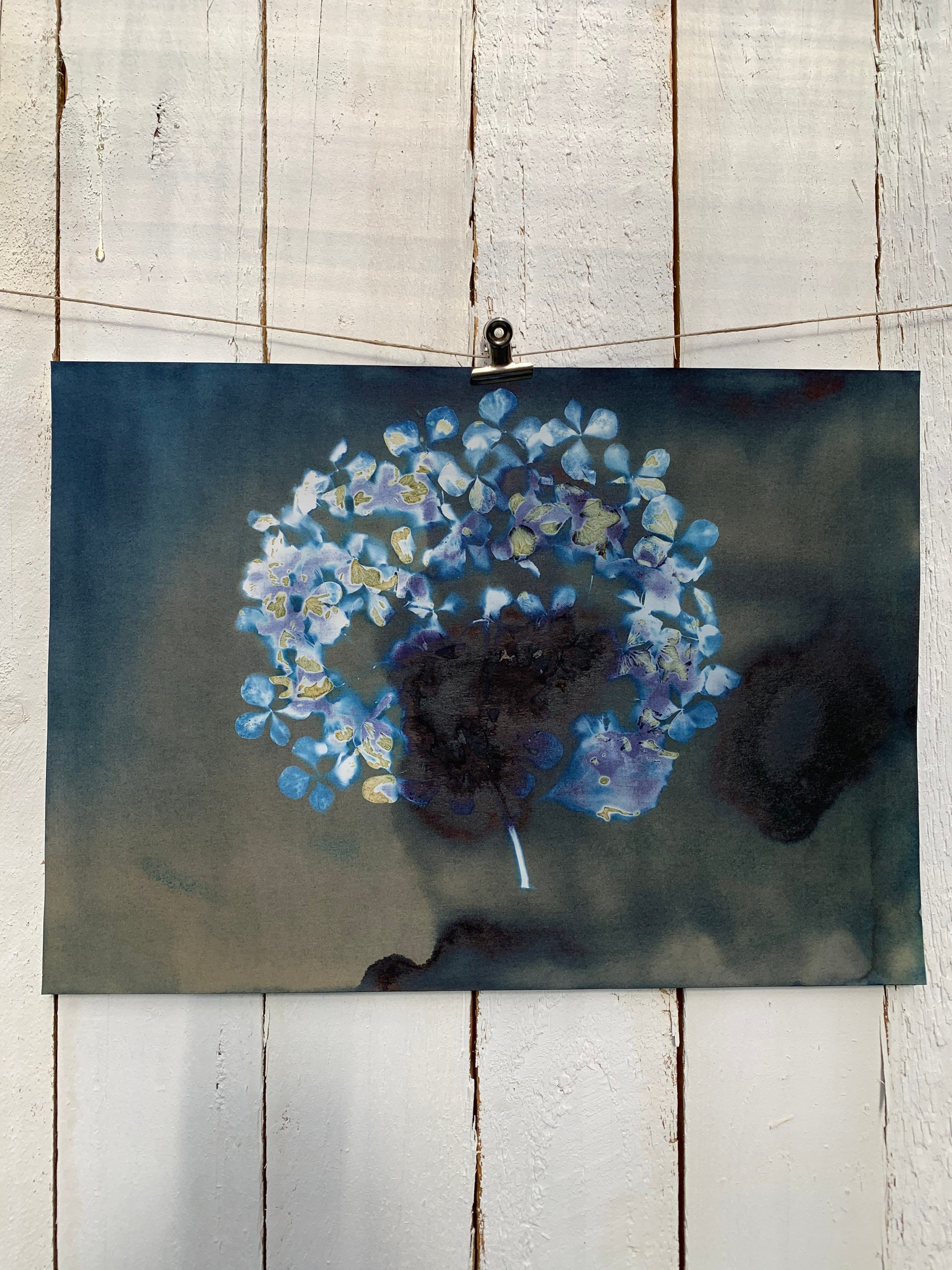 Cyanotype d'hortensia Mordoré Sombre - A3. Photographie Alternative. Fait à La Main Au Pays Basque