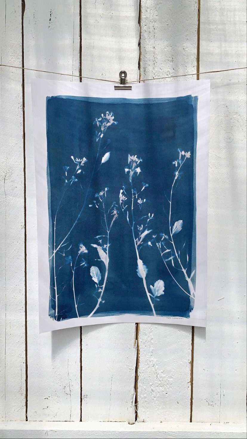 Cyanotype de Légumes en Fleurs - A3. Photographie Alternative Végétale. Fait à La Main Au Pays Basqu