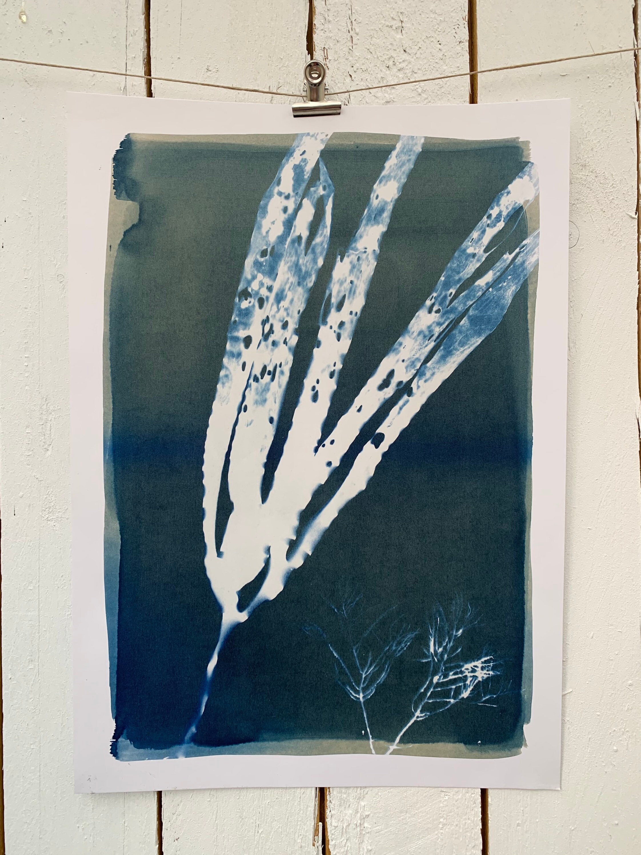 Cyanotypes d'algues Laminaires de Belle Île en Mer
