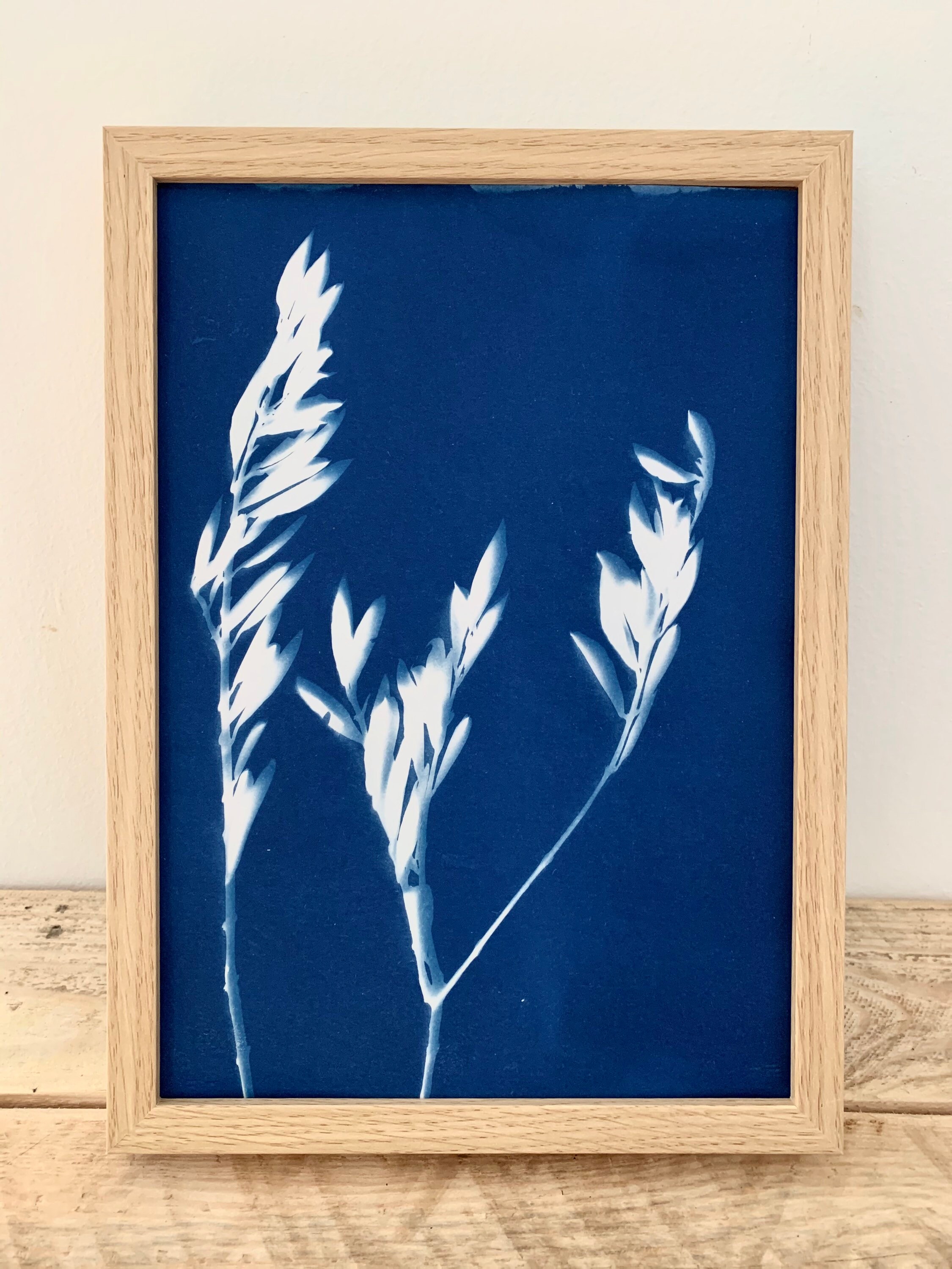 Cyanotype d'olivier - Photographie Alternative A4
