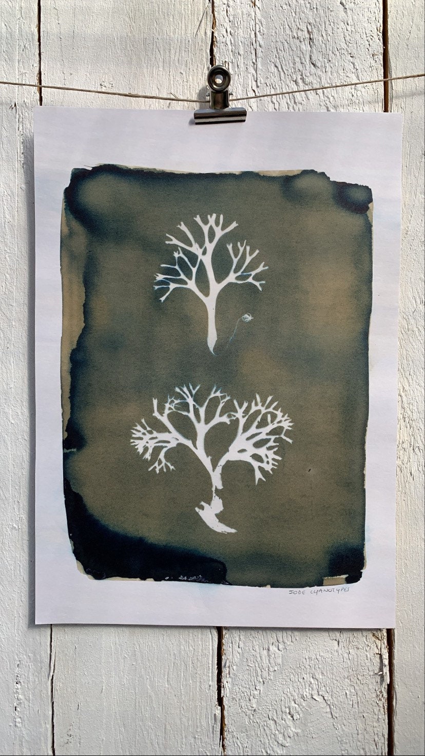 Cyanotype Vert Mordoré d'algues Du Pays Basque - A4. Photographie Alternative. Fait à La Main