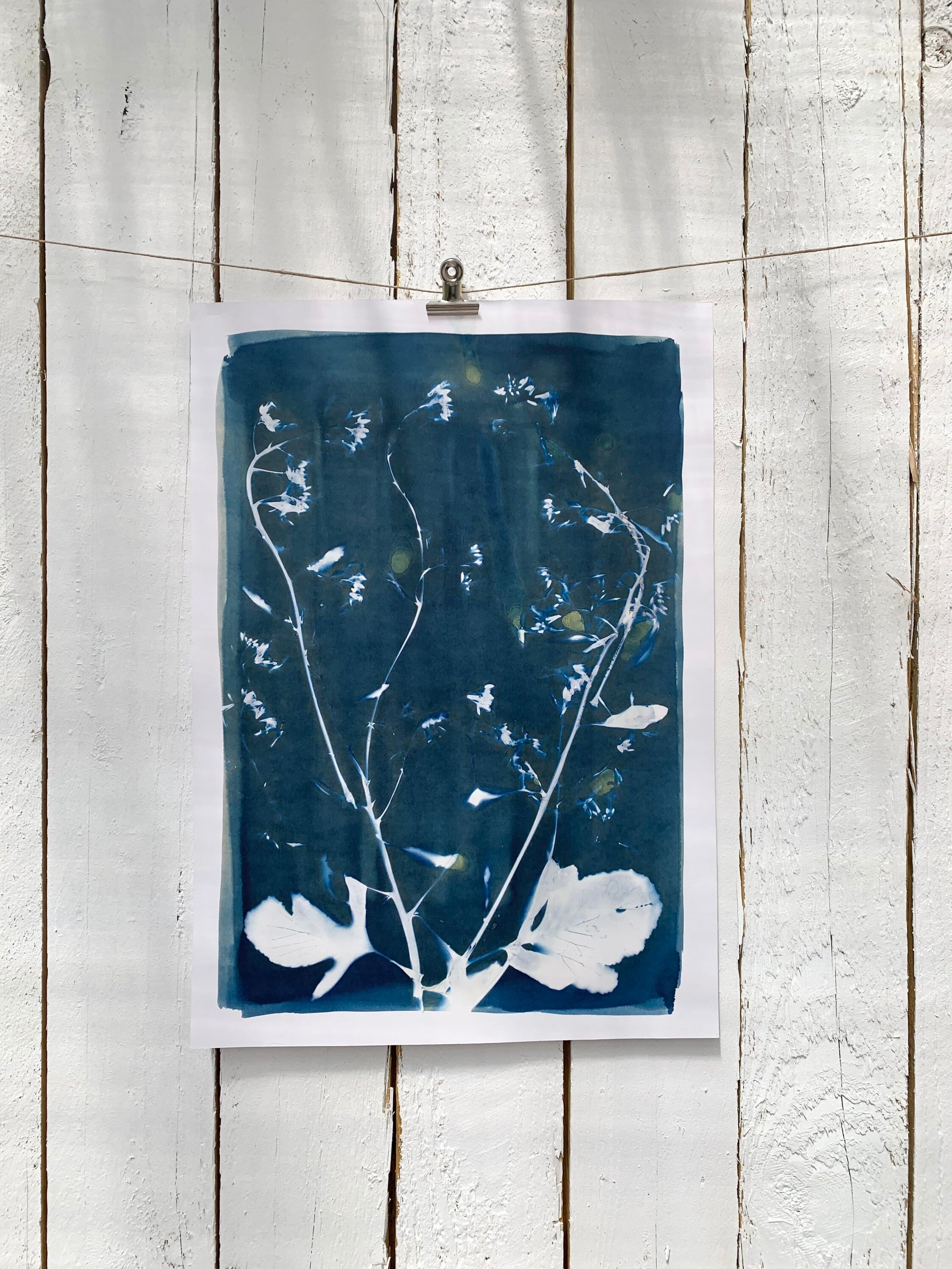 Cyanotype de Radis d'hiver - A3. Photographie Alternative Végétale. Fait à La Main Au Pays Basque. P