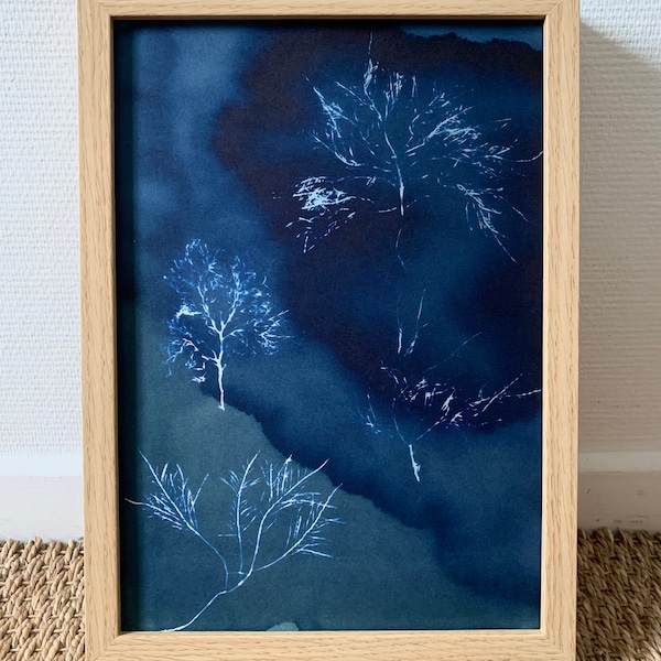 Cyanotype d’algues - A4 photographie alternative