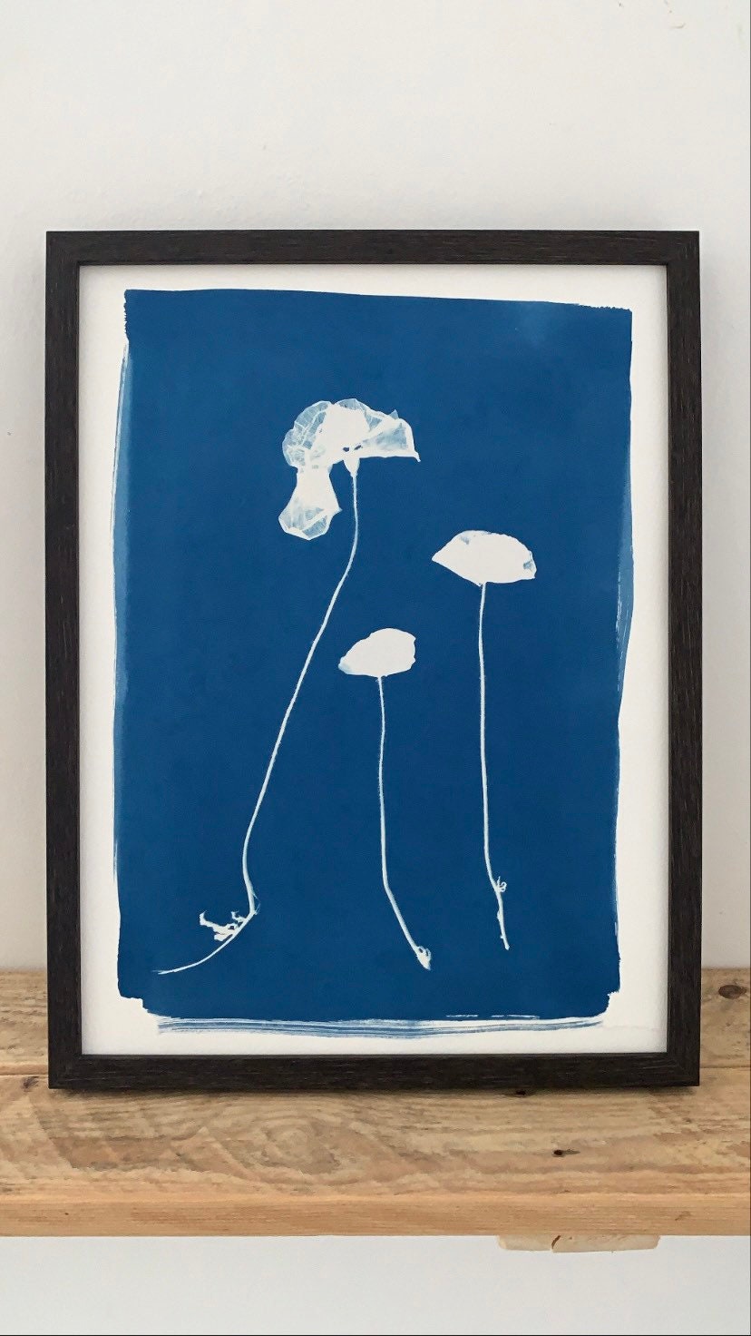 Cyanotype de Pavots - A3 Photographie Alternative Végétale