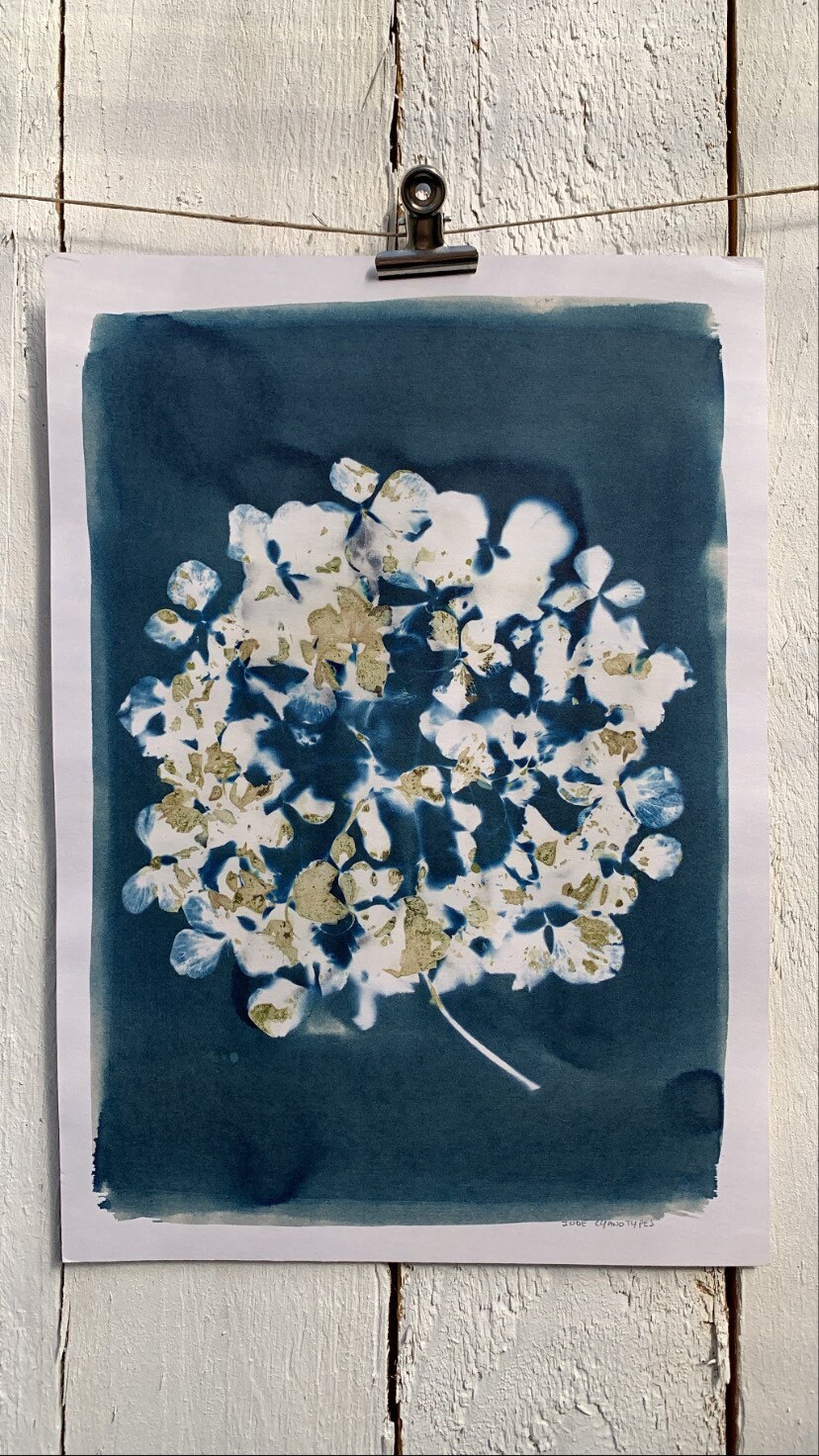 Cyanotype Végétal d'hortensia - A4. Photographie Alternative. Fait à La Main Au Pays Basque