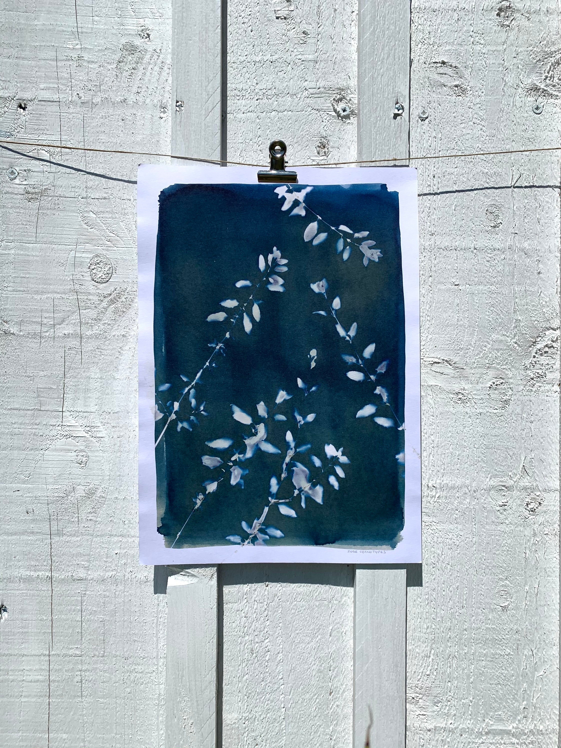 Cyanotype de Sauge - A4. Photographie Alternative. Fait à La Main Au Pays Basque. Pièce Unique
