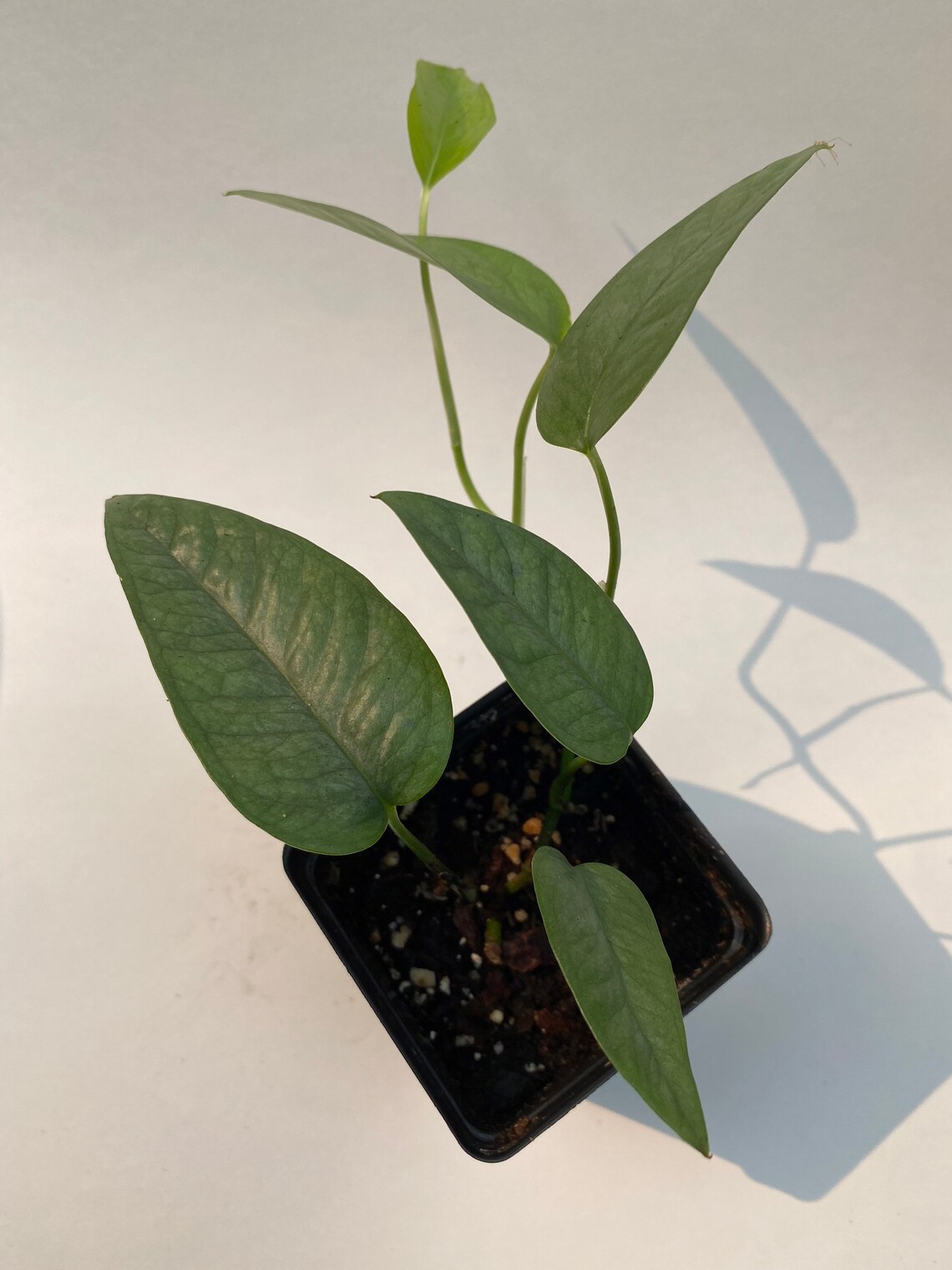 Cebu blue pothos plant Etsy